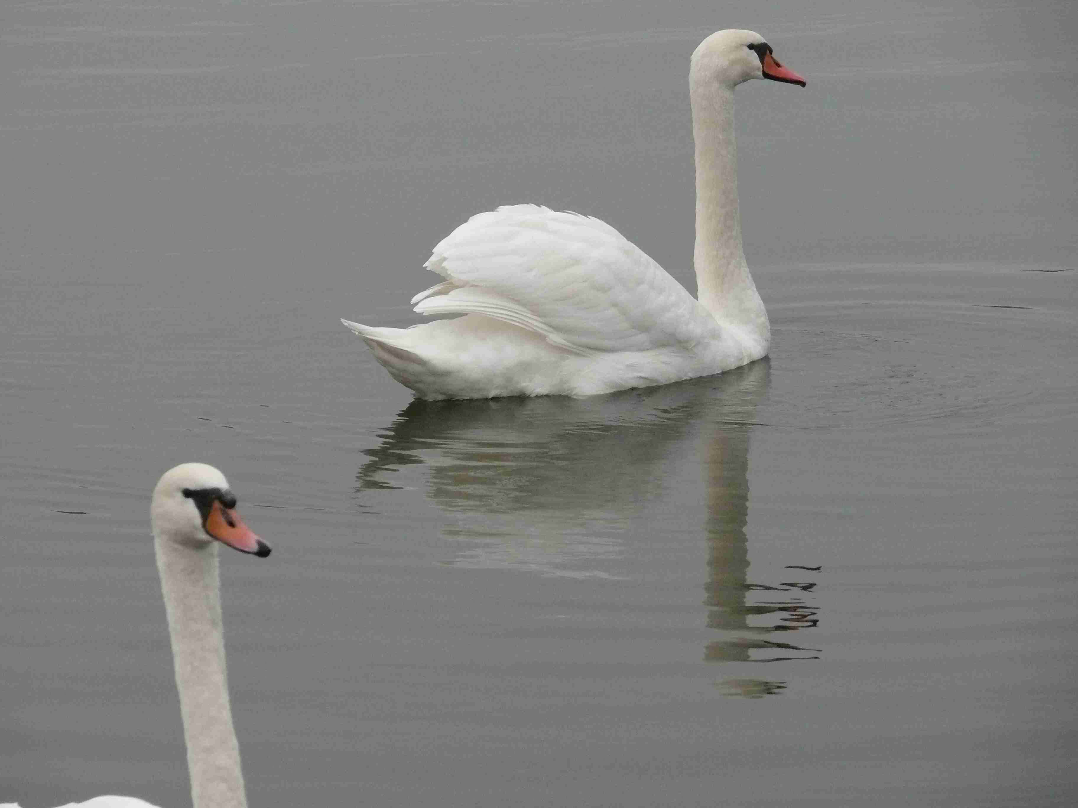 dvě labutě na rybníku