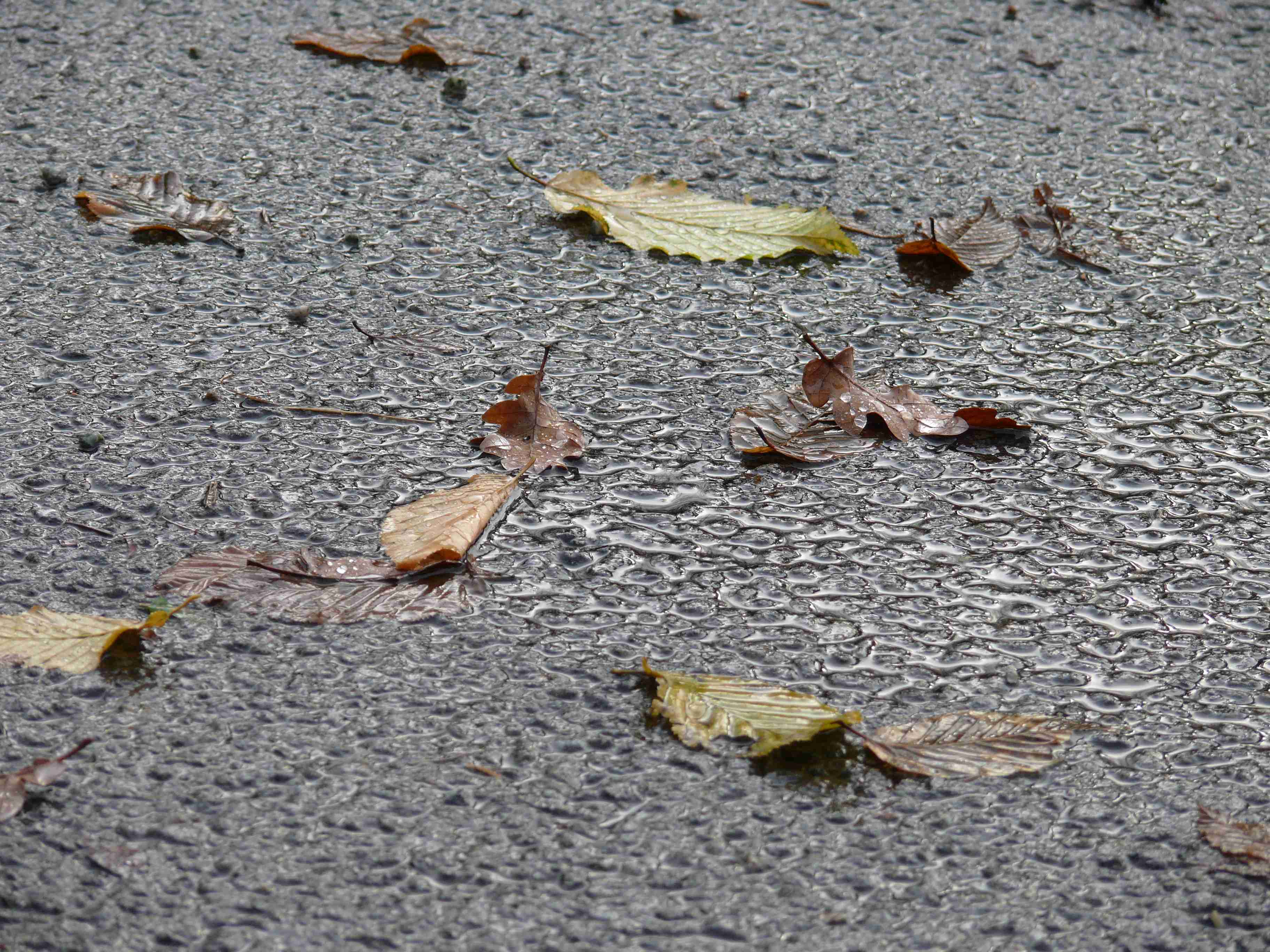 listí na mokré asfaltové cestě